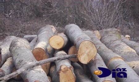 ETSN ŞEFİ MEŞƏ QATİLLƏRİNƏ ŞƏRAİT YARADIR ETSN ŞEFİ MEŞƏ QATİLLƏRİNƏ ŞƏRAİT YARADIR
