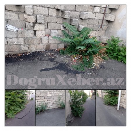 Xətainin ARIN-ARXAYIN BAŞÇISI... Xətainin ARIN-ARXAYIN BAŞÇISI...