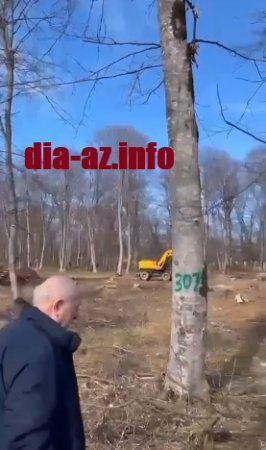 11 hektarlıq meşə ərazisi QIRĞINA VERİLDİ... 11 hektarlıq meşə ərazisi QIRĞINA VERİLDİ...