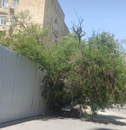 Nizaminin icra başçısı Qazilərin adından BELƏ YARARLANIR... Nizaminin icra başçısı Qazilərin adından BELƏ YARARLANIR...