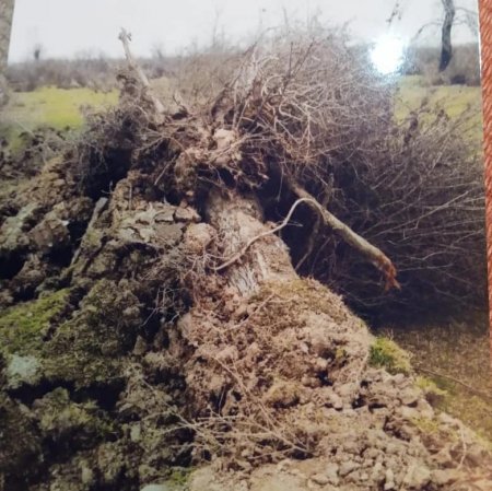 Nazirlik `Asfalt Raqib`lə bacarmır, yoxsa şərikdir? Nazirlik `Asfalt Raqib`lə bacarmır, yoxsa şərikdir?
