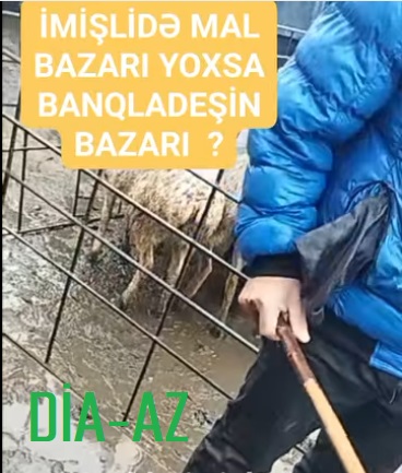 İmişlidə MAL BAZARI: BU NƏ HALDIR?.. İmişlidə MAL BAZARI: BU NƏ HALDIR?..