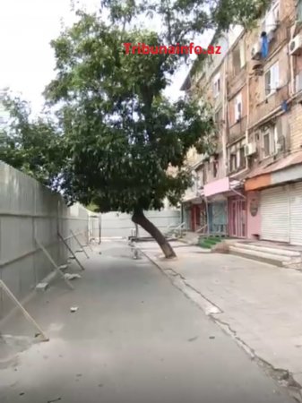 Bakını XARABA QOYURLAR: “Gold” MTK yüzlərlə ağacı məhv etdi Bakını XARABA QOYURLAR: “Gold” MTK yüzlərlə ağacı məhv etdi